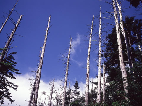 damaged trees
