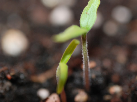 Plant shoots